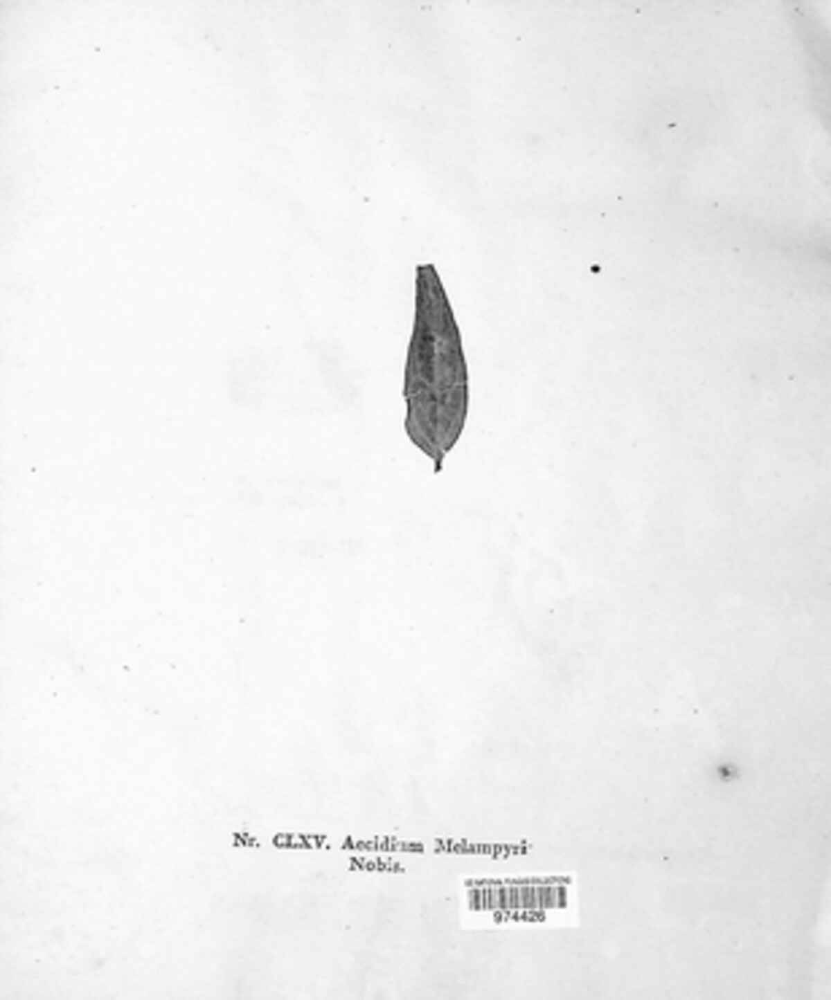 Aecidium melampyri image
